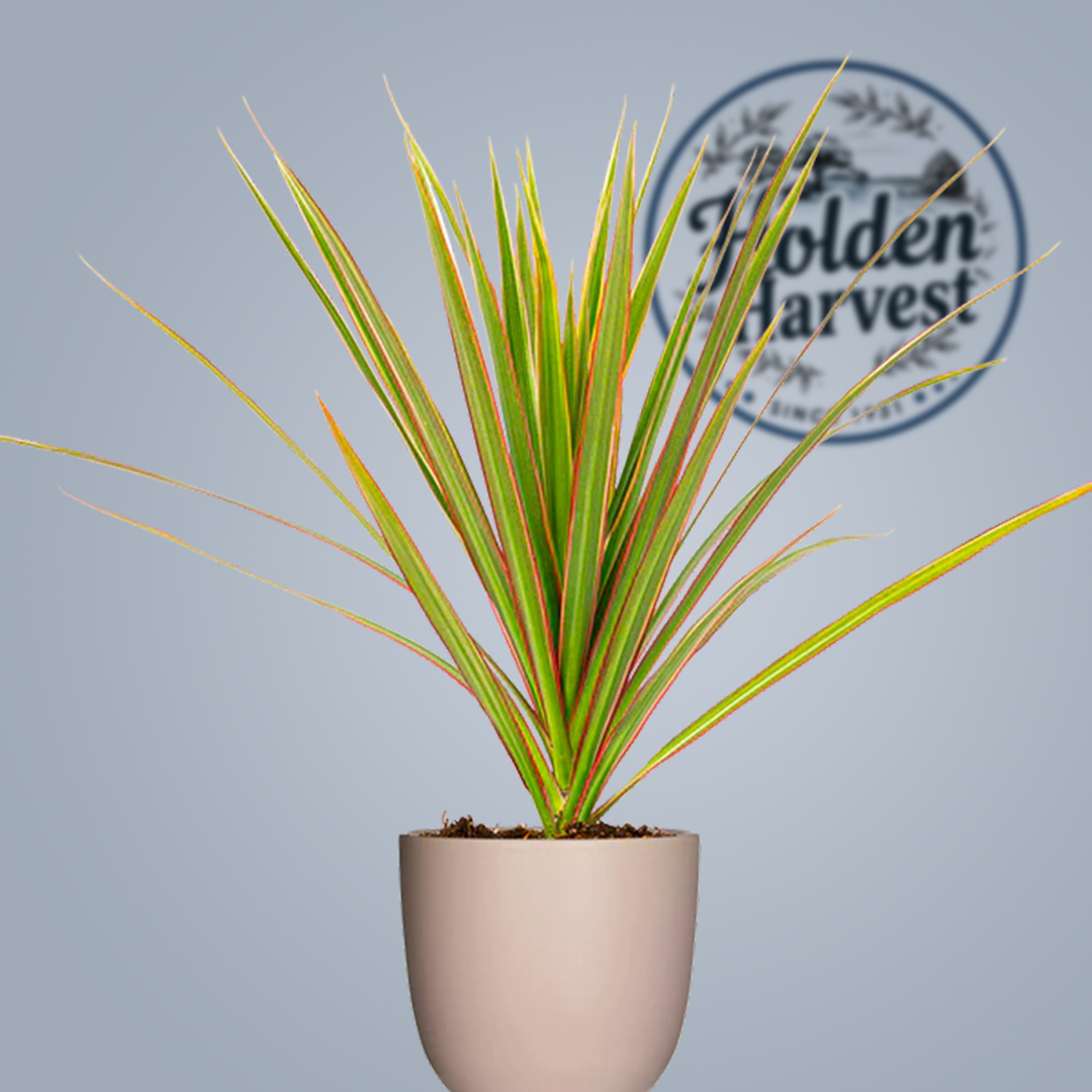 Dracaena leaves5